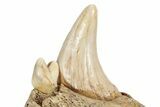 Fossil Cave Bear (Ursus spelaeus) Lower Jaw - Romania #243213-3